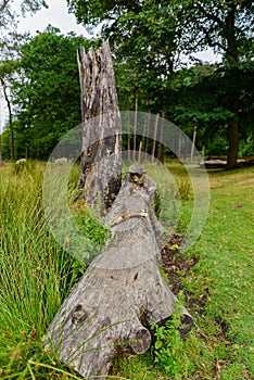 Fallen tree trunks. Dead trees.