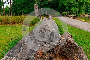 Fallen tree trunks. Dead trees.