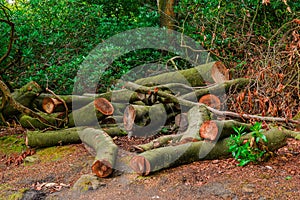 Fallen tree trunks. Dead trees.