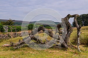 Fallen tree trunks. Dead trees.