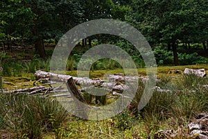 Fallen tree trunks. Dead trees.