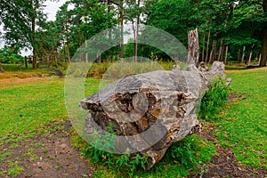 Fallen tree trunks. Dead trees.