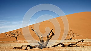 A fallen tree at Deadvlei, Namibia, Africa