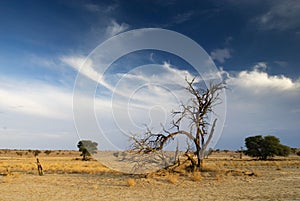 Fallen tree in the desert