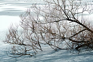 Fallen Tree In Downtown Stavanger Byparken City Park Frozen