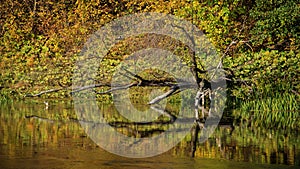 Fallen tree in a dry river