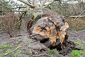 Fallen tree due to bad stormy weather. Climate change, extreme weather, storm concept