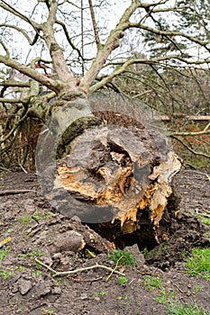 Fallen tree due to bad stormy weather. Climate change, extreme weather, storm concept