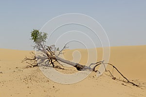 Fallen tree with exposed roots and green top in desert