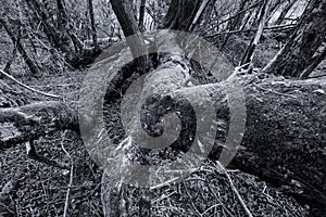 Fallen tree in forest