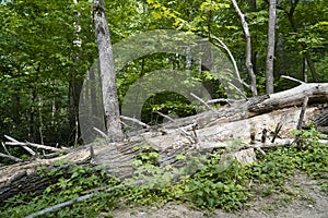 A fallen tree  in forest