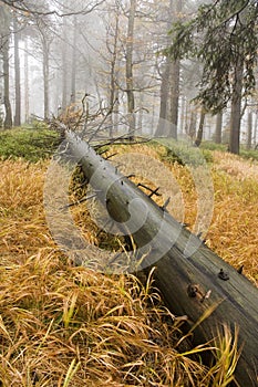 Fallen tree in the forest