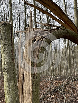 Fallen tree in the forest