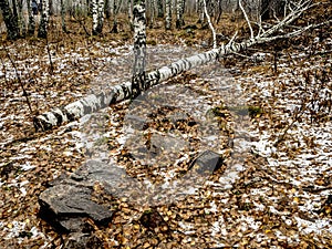 fallen tree in the forest in autumn