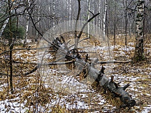 fallen tree in the forest in autumn