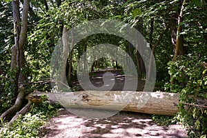 Fallen tree in forest blocks hiking path