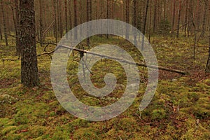 Fallen tree in the forest