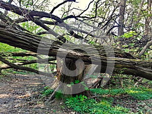 Fallen tree in the forest