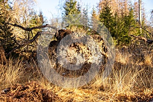 Fallen tree in the forest. Forest landscape. The roots of the tree. Old big tree