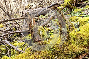 Fallen Tree in forest moss