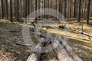 A fallen tree in a forest