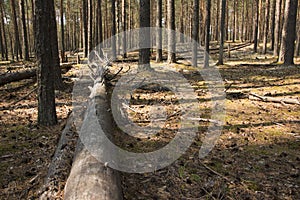 A fallen tree in a forest