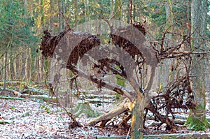 A fallen tree in the forest, the root of the tree