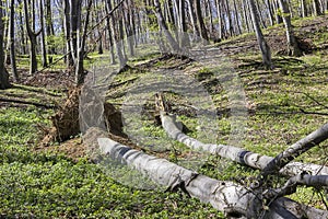 Fallen tree in the forest