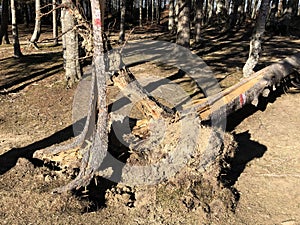 Fallen tree in forest in sunny day after storm