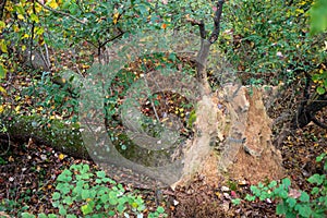 Fallen tree, fresh upended roots in Autumn forest, green background