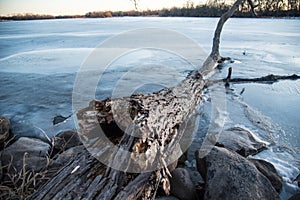Fallen tree frozen in ice along shore of lake