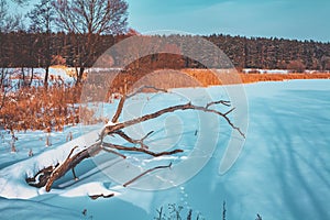 Fallen tree on the frozen lake