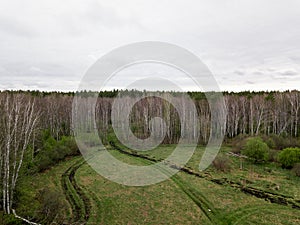 A fallen tree on a glade surrounded by a birch