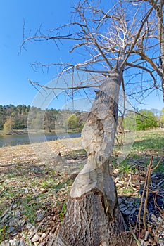 Fallen tree because of a gnawing beaver