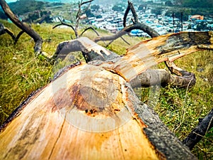 Fallen tree on a grassy hillside