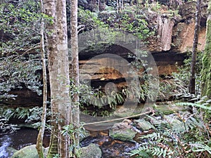 A Fallen Tree on Greaves Creek on the Grand Canyon Track in the Blue Mountains