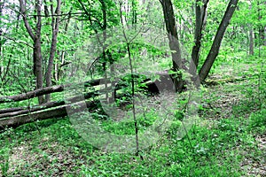 Fallen tree in green forest