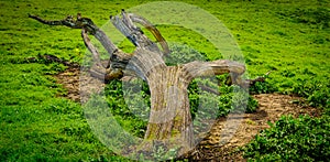 Fallen tree on the green grass field