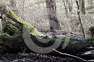 Fallen Tree With Green Moss Growing On Trunk