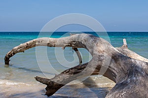Fallen tree on Havelock Island beach, Andamans.