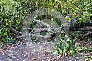 A fallen tree on a hiking trail surrounded by lush green trees at the Chattahoochee River National Recreation Area