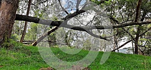 Fallen tree horizontally in the forest