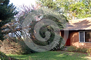 Fallen tree on house