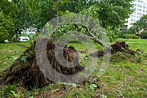 A fallen tree after hurricane
