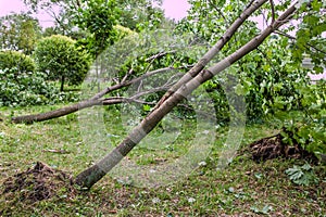 A fallen tree after hurricane