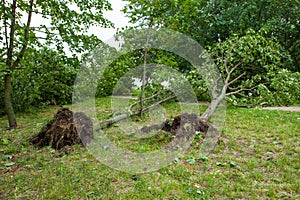 A fallen tree after hurricane