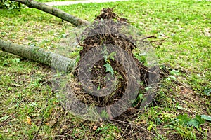 A fallen tree after hurricane