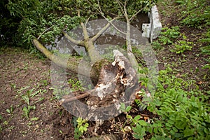 A fallen tree after hurricane