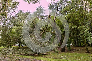 A fallen tree after hurricane