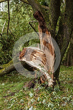 A fallen tree after hurricane